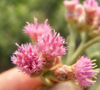Rasna (Pluchea Lanceolata)